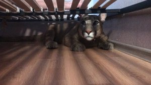 Месси спит под кроватью.