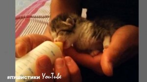 Котёнок умер!? Он лежал и не подавал признаков жизни