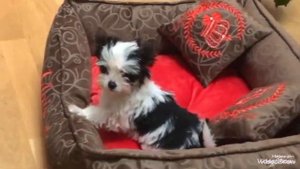 Щенки бивер йоркширские терьеры от Ирлайн-дог