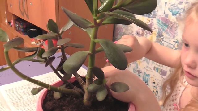Денежное дерево. Как вырастить красивое денежное дерево.