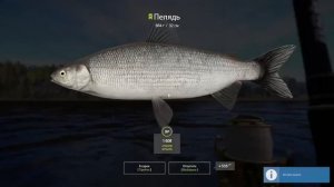 Русская рыбалка 4 / р. Нижняя Тунгуска / Пелядь, Чир и другие обитатели тунгуски на мах и матчи