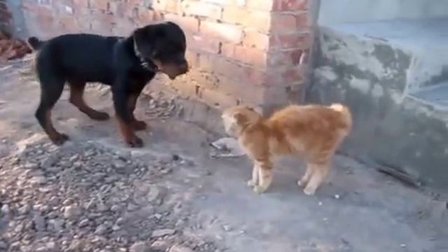 Кошка Прикол Укрощение собаки!!! смотреть онлайн