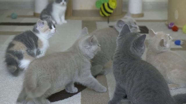 Британские котята в возрасте 8 и 9 недель смотреть онлайн