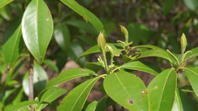 Plant portrait - Mountain laurel (Kalmia latifolia) смотреть онлайн