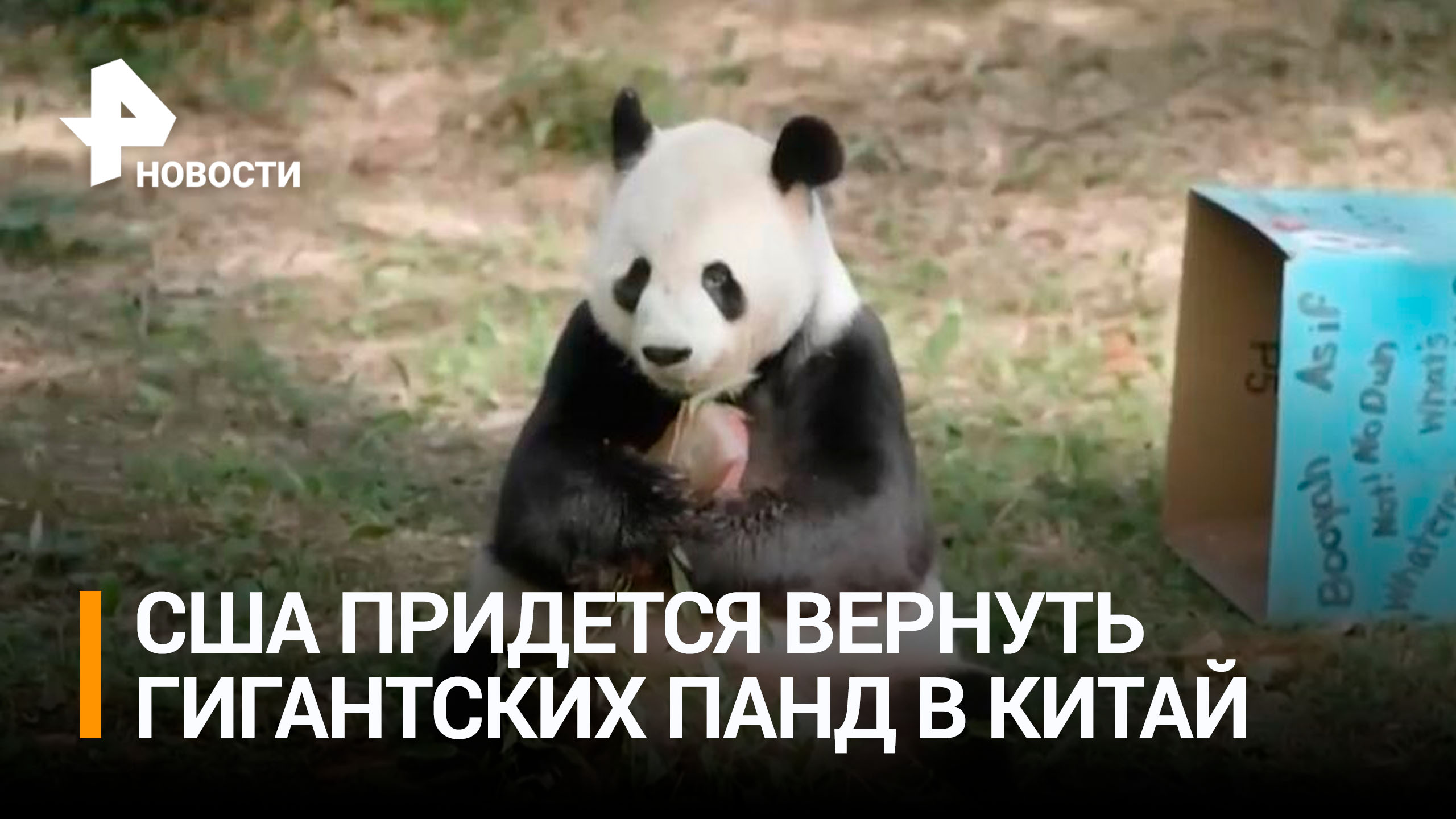 США вернут Китаю группу больших панд из зоопарка / РЕН Новости