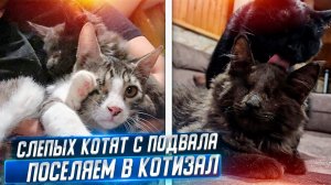 Слепых котят с подвала снимаем с карантина и поселяем в КОТИЗАЛ. Их реакция.