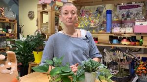 Растение Эпипремнум, он же Сциндапсус? Мужегон или сердцеед - давайте разбираться | Комнатная лиана