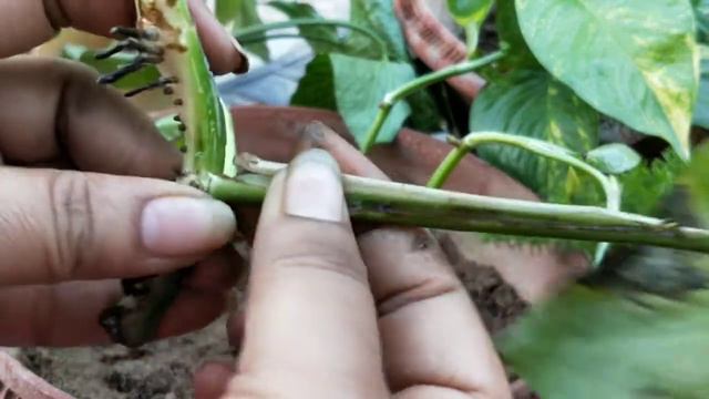 Caring tips for Money plant🌿 Propgation by Cutting🌱 смотреть онлайн