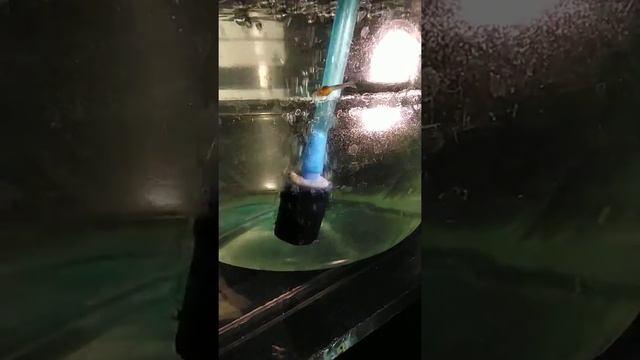 Мальки,нерест данио и огненных барбусов. смотреть онлайн