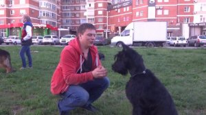 Ризеншнауцер Шерри. Занятие по дрессировке: команда Дай пять. Тольятти, 23 мая 2017.