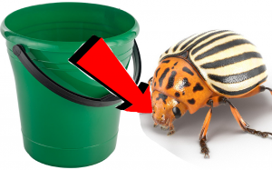 Как избавиться за 3 минуты от колорадского жука на картошке!