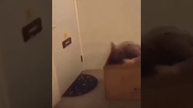 Видео,приколы,юмор,смех