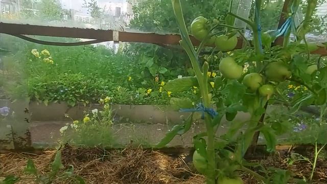 Не буду сажать эти помидоры. смотреть онлайн