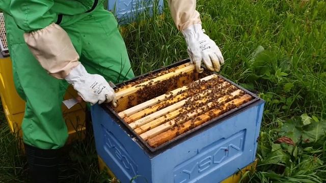 Как вывести пчёл из роевого состояния