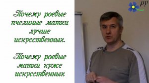 Какие пчелиные матки лучше: роевые или искусственные?