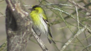 Чижи   ( Carduelis spinus )