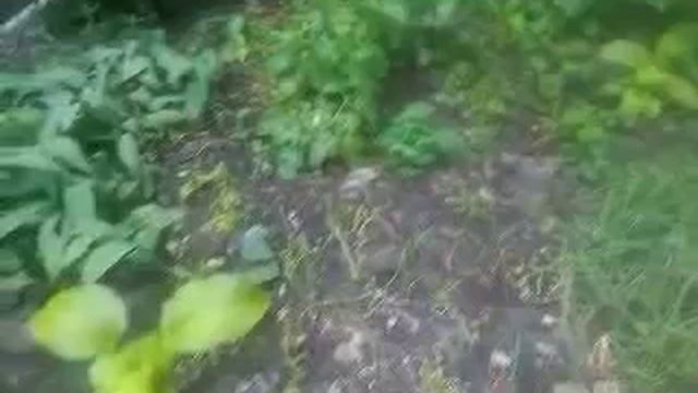 своя клубничка 12.06.2018