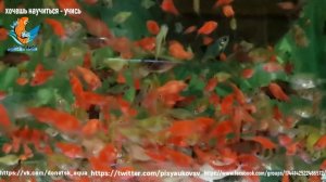 кормление кашей аквариумных рыб, как я кормлю, дешевый корм для рыбок