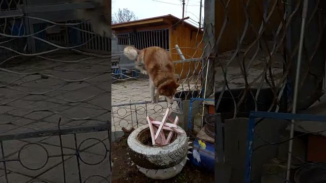 Побег хаски из вольера смотреть онлайн