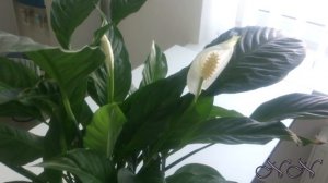 Спатифиллум уход