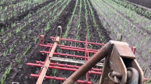 Боронование чеснока штригельной бороной