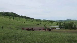 Коневодство