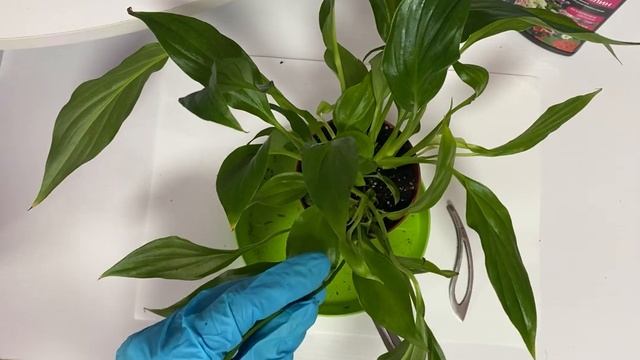 Спатифиллум от уценки до обильного цветения. Женское счастье смотреть онлайн