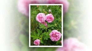 Роза Прейри Джой 2017 ГОДА