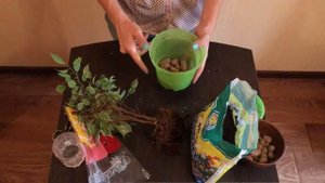 Фикус Бенджамина Кинки /Пересадка / Комнатные растения