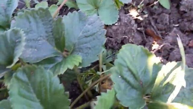 Осенние окончательные работы с клубникой. Подготовка клубники к зиме. смотреть онлайн