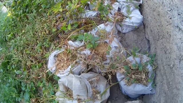 Урожай картофеля в коробе и в мешках часть 1 смотреть онлайн