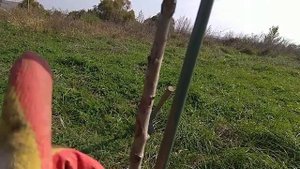 Посадка Берёзы 3-х летки/Planting Birch 3-year