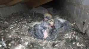 Птенцы голубей / Pigeon chicks
