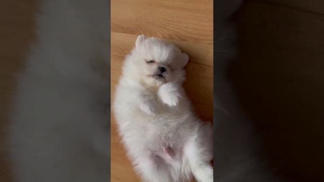 Немецкий шпиц 1,5 месяца #шпиц #шпицнемецкий #щенок #puppy #dog