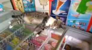 Кот спит на холодильнике с мороженым