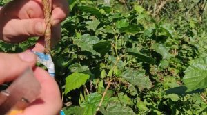 Прививка ФУНДУКА на МЕДВЕЖИЙ ОРЕХ!!! Результат!