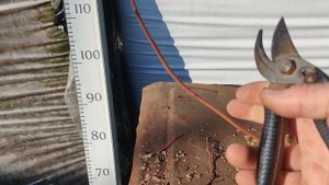 Голубика. Купили саженцы, что дальше? ОШИБКА!!! 50 мл электролита на 10 л воды!!! Ошибка в видео.