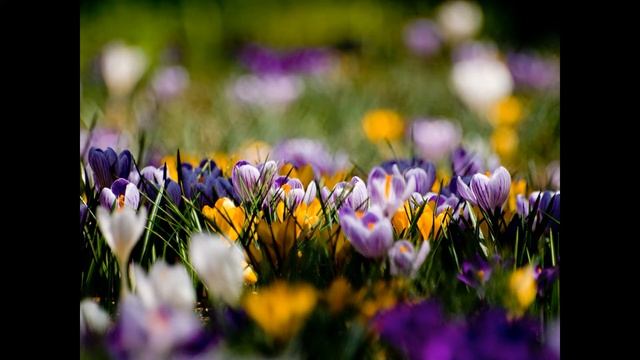 Путешествие в страну музыки смотреть онлайн