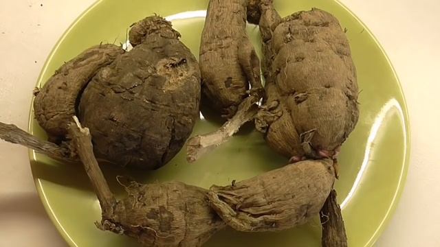 ЭТО ПРОСТО! КАК ПРОРАСТИТЬ ГЕОРГИНЫ БЫСТРО!