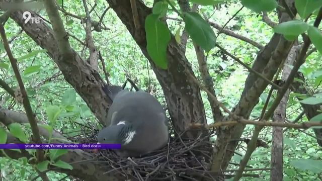 Штрафы за сбитых животных смотреть онлайн