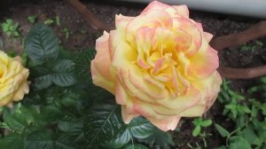 Роза сорт 'Ambiance