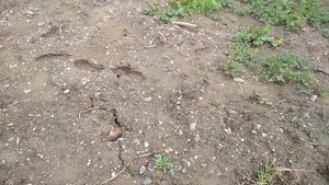 Как выкопать пруд на участке и поднять участок