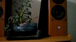 Sven audio af-31