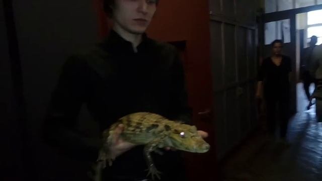 ?Может ли укусить маленький крокодильчик?