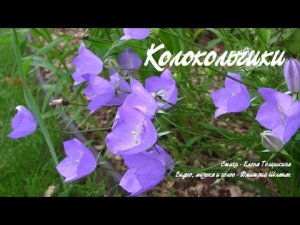 Колокольчики. Дачные картинки 2020.