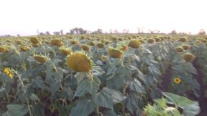 Сожрали подсолнечник!  Гибрид Белла обзор!