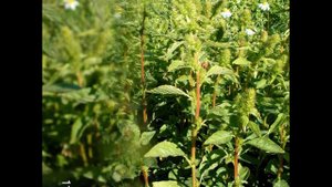 Щириця гібридна (Amaranthus hybridus)