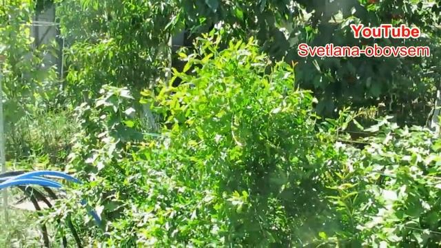 УРА!! У МЕНЯ ВПЕРВЫЕ ЗАЦВЕЛ ГРАНАТ ГЮЛОША РОЗОВАЯ ..ОБЗОР ХУРМЫ "МИДЕР . смотреть онлайн