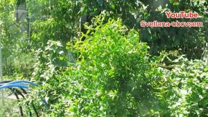 УРА!! У МЕНЯ  ВПЕРВЫЕ ЗАЦВЕЛ ГРАНАТ  ГЮЛОША  РОЗОВАЯ ..ОБЗОР ХУРМЫ "МИДЕР .