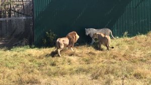 Молодой белый лев не дал себя прессануть старой гвардии) Тайган A young lion against three lions!